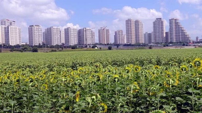 The two faces of Istanbul; skyscrapers on one side, endless fields of sunflowers on the other